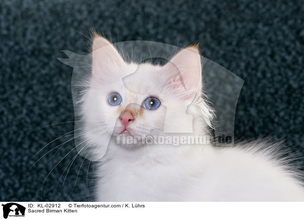 Heilige Birma Ktzchen / Sacred Birman Kitten / KL-02912