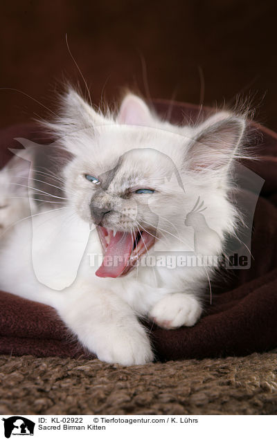 Heilige Birma Ktzchen / Sacred Birman Kitten / KL-02922