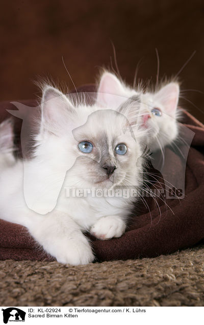 Sacred Birman Kitten / KL-02924