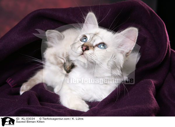 Sacred Birman Kitten / KL-03034