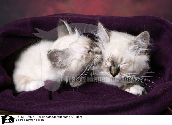 Heilige Birma Ktzchen / Sacred Birman Kitten / KL-03035