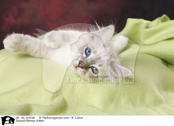 Sacred Birman Kitten / KL-03038