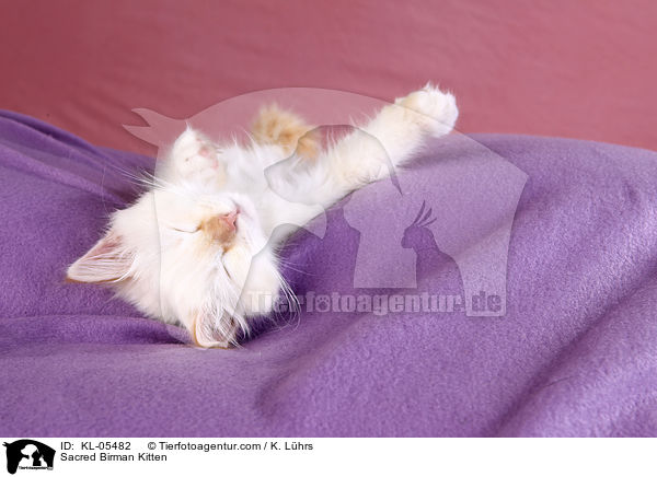 Heilige Birma Ktzchen / Sacred Birman Kitten / KL-05482