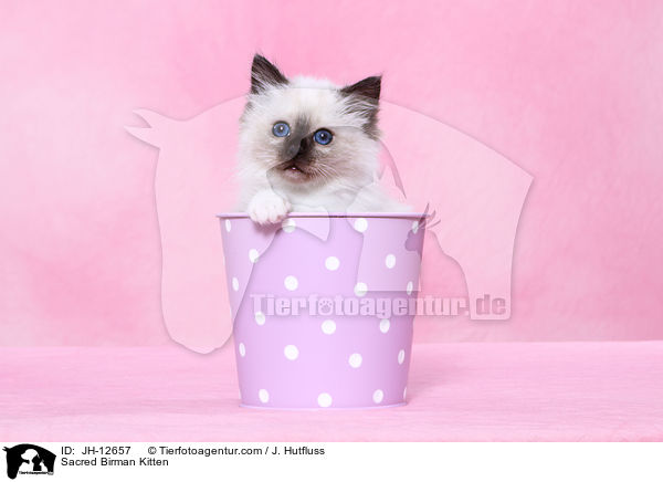 Heilige Birma Ktzchen / Sacred Birman Kitten / JH-12657