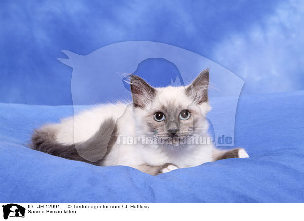 Sacred Birman kitten / JH-12991