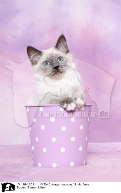 Heilige Birma Ktzchen / Sacred Birman kitten / JH-13011