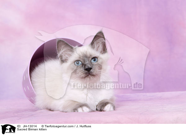 Heilige Birma Ktzchen / Sacred Birman kitten / JH-13014