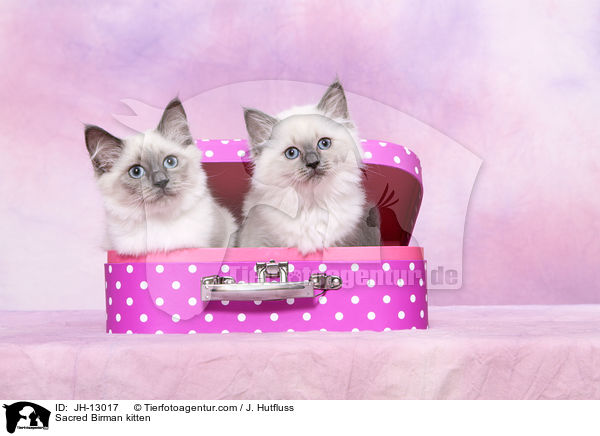 Sacred Birman kitten / JH-13017