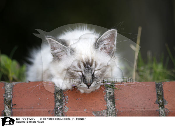 Sacred Birman kitten / RR-44280