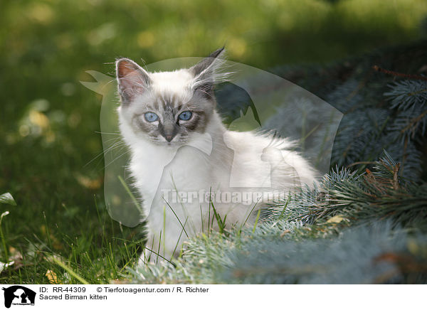 Sacred Birman kitten / RR-44309