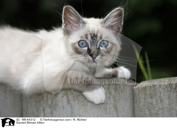 Heilige Birma Ktzchen / Sacred Birman kitten / RR-44312