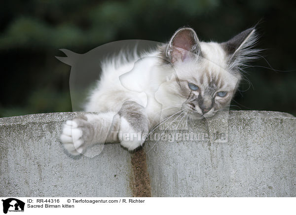 Heilige Birma Ktzchen / Sacred Birman kitten / RR-44316