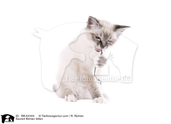 Heilige Birma Ktzchen / Sacred Birman kitten / RR-44344