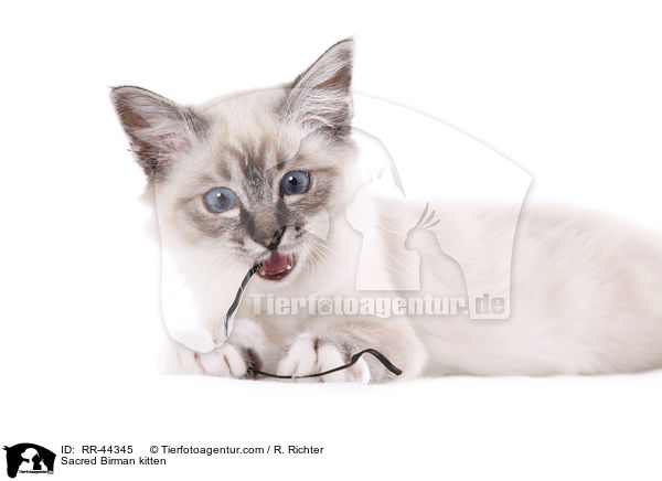 Heilige Birma Ktzchen / Sacred Birman kitten / RR-44345