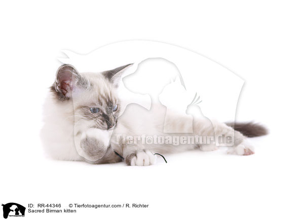 Heilige Birma Ktzchen / Sacred Birman kitten / RR-44346