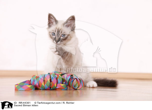 Heilige Birma Ktzchen / Sacred Birman kitten / RR-44361