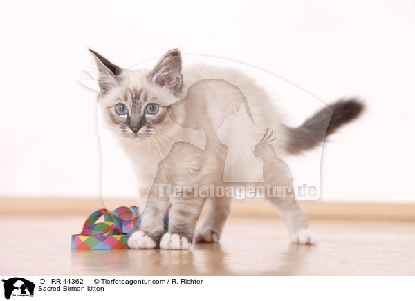 Heilige Birma Ktzchen / Sacred Birman kitten / RR-44362