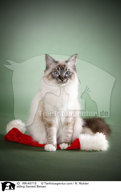 sitzende Heilige Birma / sitting Sacred Birman / RR-46715