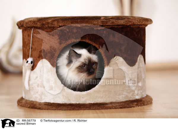 Heilige Birma / sacred Birman / RR-56779