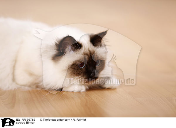 Heilige Birma / sacred Birman / RR-56786