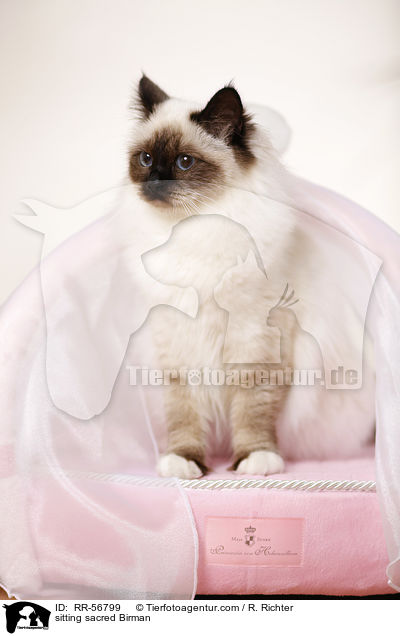 sitting sacred Birman / RR-56799