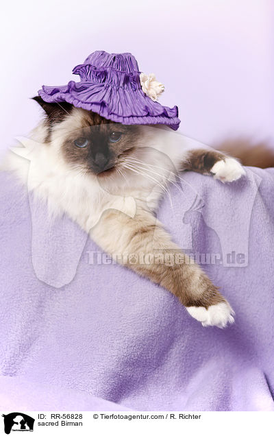 sacred Birman / RR-56828