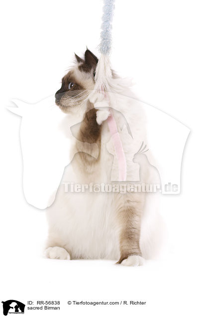 sacred Birman / RR-56838