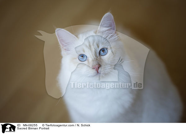 Sacred Birman Portrait / NN-08255