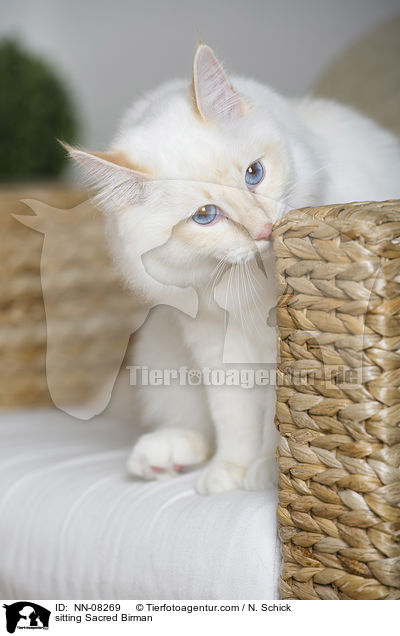 sitting Sacred Birman / NN-08269