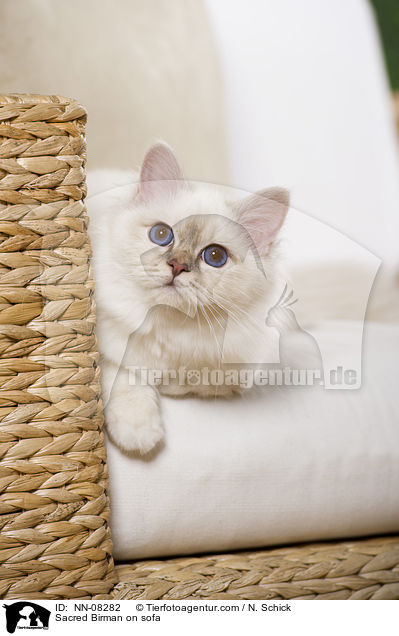 Sacred Birman on sofa / NN-08282