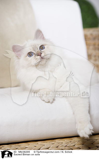 Sacred Birman on sofa / NN-08295