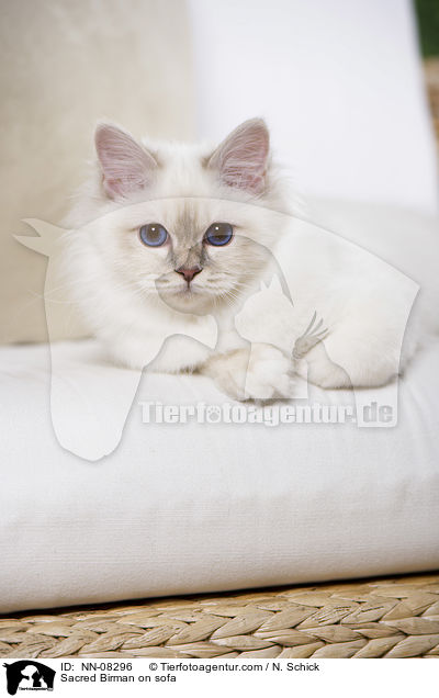 Sacred Birman on sofa / NN-08296