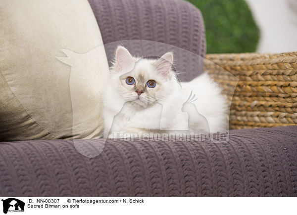 Heilige Birma auf dem Sofa / Sacred Birman on sofa / NN-08307