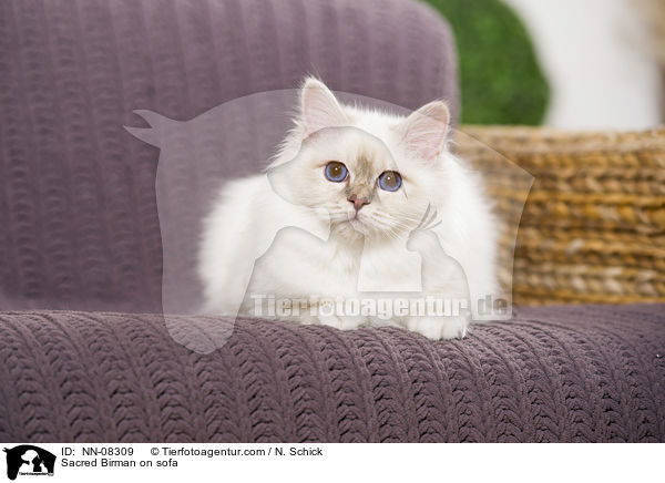 Heilige Birma auf dem Sofa / Sacred Birman on sofa / NN-08309