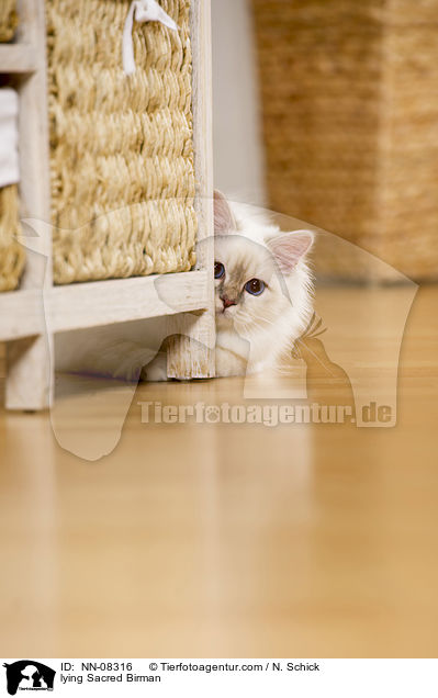 liegende Heilige Birma / lying Sacred Birman / NN-08316