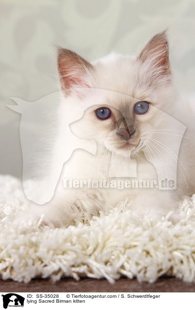 liegendes Heilige Birma Ktzchen / lying Sacred Birman kitten / SS-35028