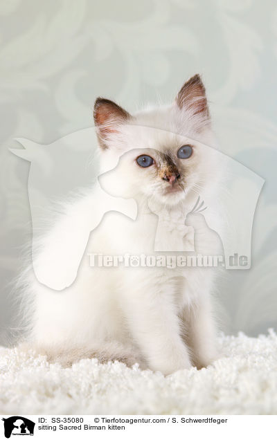 sitzendes Heilige Birma Ktzchen / sitting Sacred Birman kitten / SS-35080