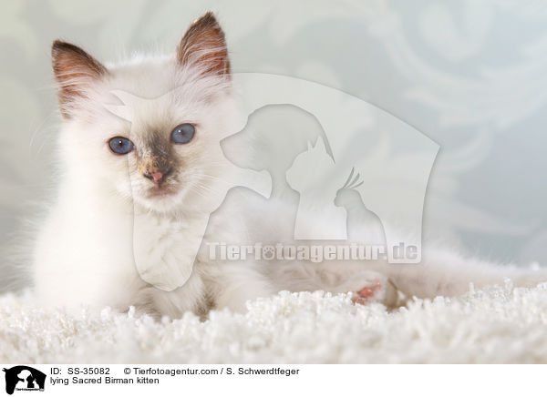 liegendes Heilige Birma Ktzchen / lying Sacred Birman kitten / SS-35082