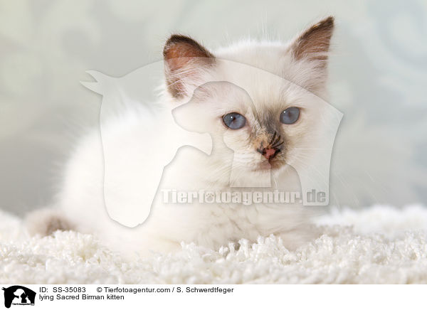 liegendes Heilige Birma Ktzchen / lying Sacred Birman kitten / SS-35083