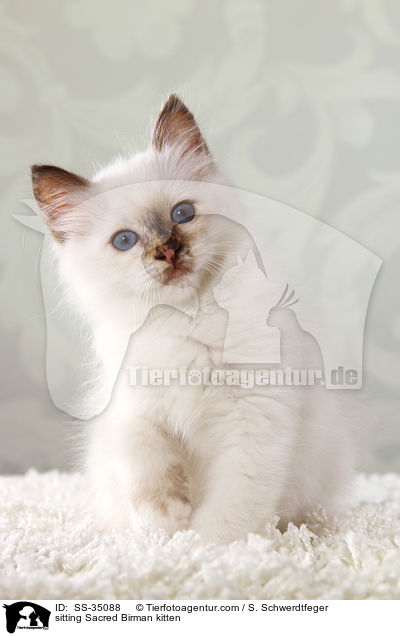 sitzendes Heilige Birma Ktzchen / sitting Sacred Birman kitten / SS-35088