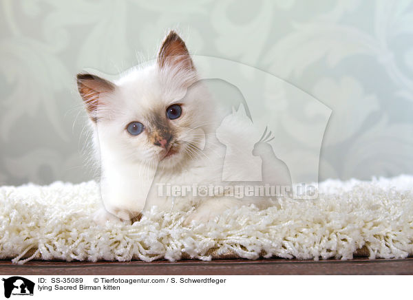 liegendes Heilige Birma Ktzchen / lying Sacred Birman kitten / SS-35089