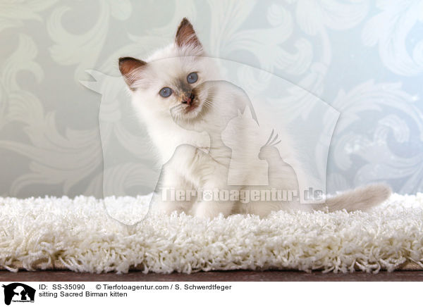 sitzendes Heilige Birma Ktzchen / sitting Sacred Birman kitten / SS-35090