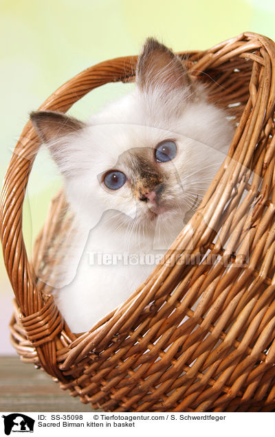 Sacred Birman kitten in basket / SS-35098