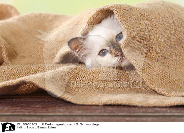 Heilige Birma Ktzchen versteckt sich / hiding Sacred Birman kitten / SS-35103