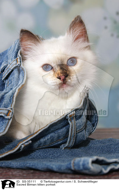 Heilige Birma Ktzchen im Portrait / Sacred Birman kitten portrait / SS-35111