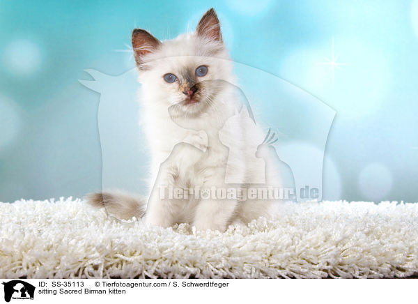 sitzendes Heilige Birma Ktzchen / sitting Sacred Birman kitten / SS-35113