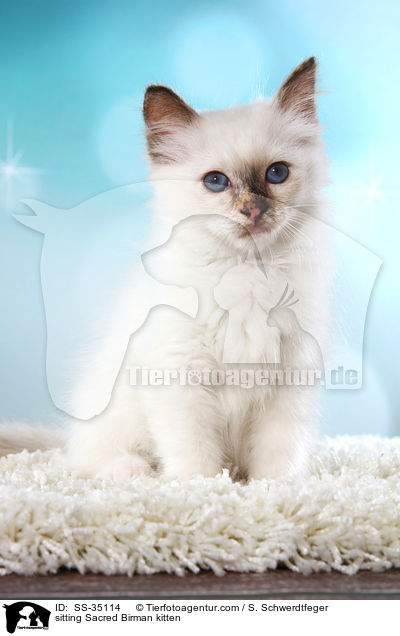 sitzendes Heilige Birma Ktzchen / sitting Sacred Birman kitten / SS-35114