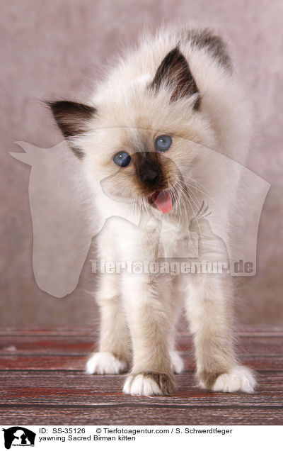 ghnendes Heilige Birma Ktzchen / yawning Sacred Birman kitten / SS-35126