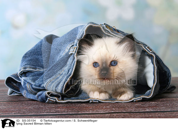 liegendes Heilige Birma Ktzchen / lying Sacred Birman kitten / SS-35154