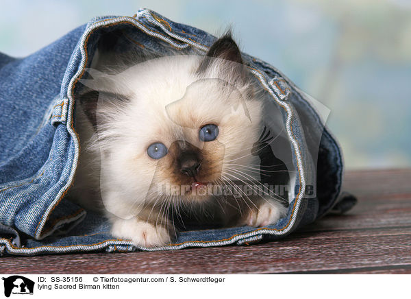 liegendes Heilige Birma Ktzchen / lying Sacred Birman kitten / SS-35156